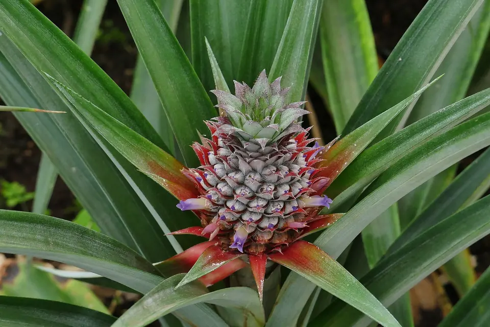 Eine junge, blühende Ananas in einem Gewächshaus auf São Miguel