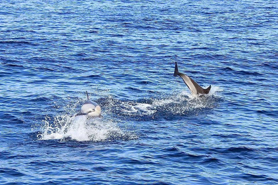 Delfine springen vor São Miguel aus dem Wasser