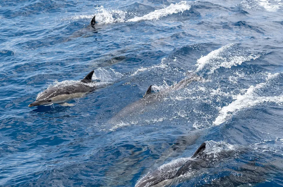Vanliga delfiner simmar i flock utanför São Miguel