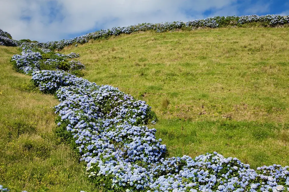 Hecke aus blauen Hortensien quer durch eine Weide auf Flores