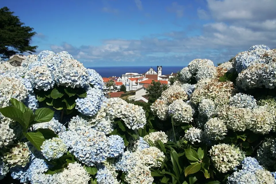 Blühende Hortensien mit Meer und Dorf im Hintergrund, Nordeste