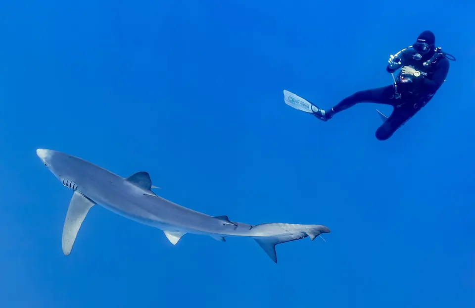 Taucher fotografiert einen Blauhai im Kanal zwischen Faial und Pico