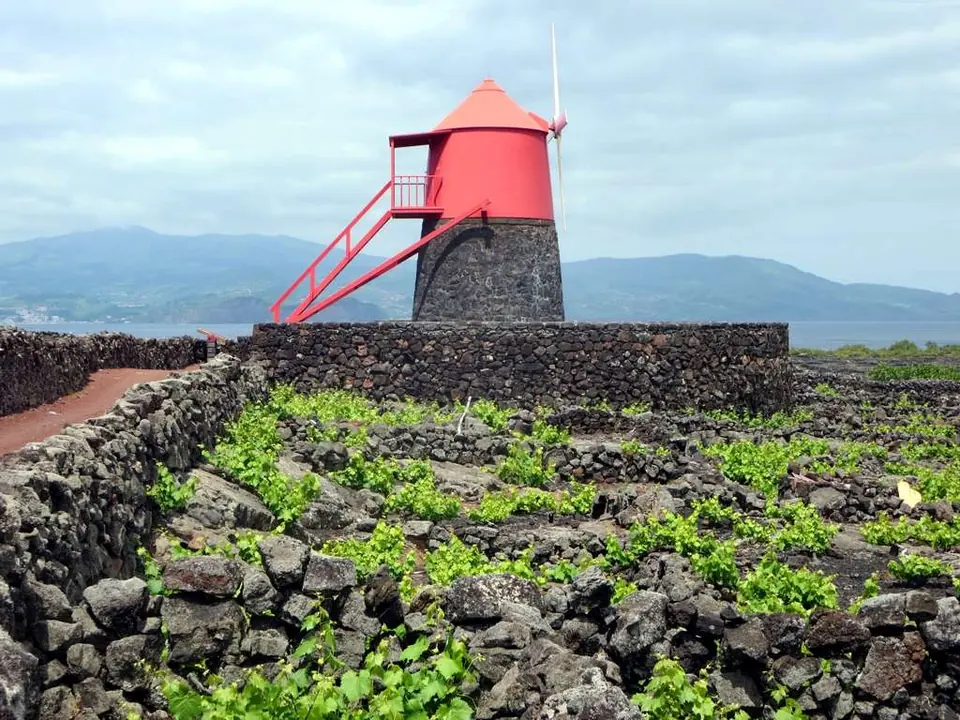 Rote Windmühle zwischen den Steinmauern der Weinfelder auf Pico