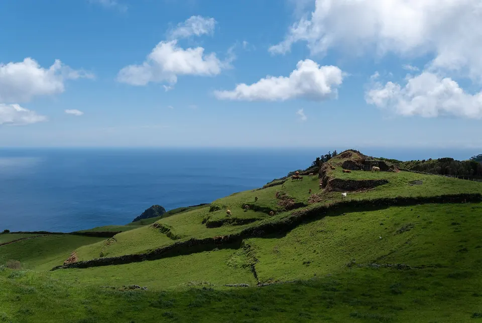 Kühe auf einer grünen Weide, die zum Meer abfällt, Santa Maria